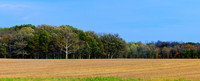 Trees and Fields