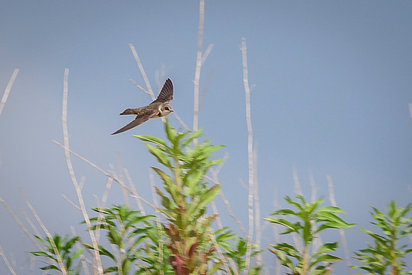 Bank Swallow