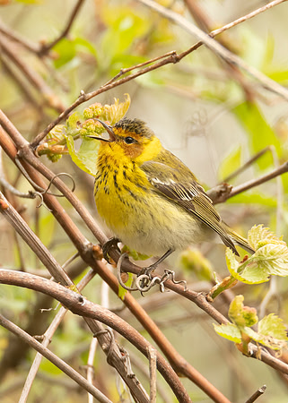 Cape May Warbler