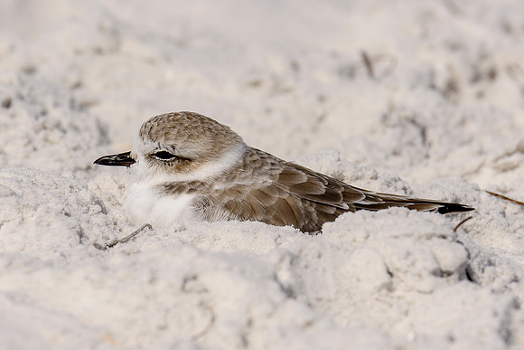 Snowy Plover