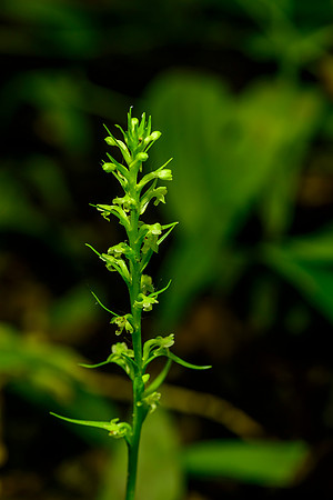 Northern Tubercled Orchid