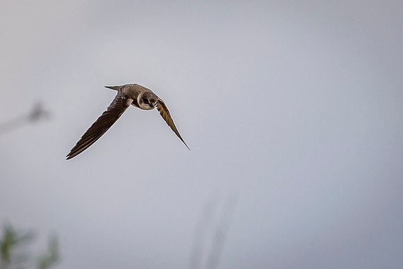 Bank Swallow