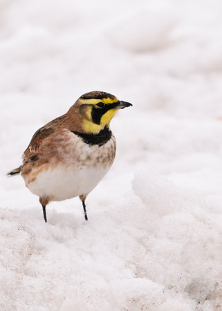 Horned Lark