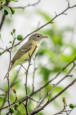 Bell's Vireo; Big Island Wildlife Area, Marion Ohio