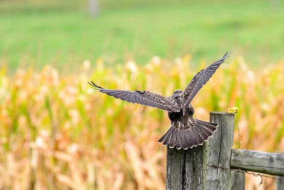 Swainson's Hawk