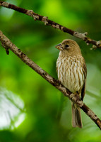 House Finch
