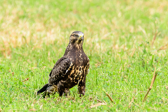 Swainson's Hawk