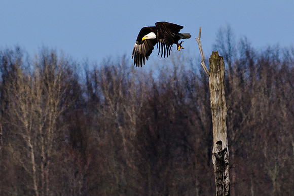 Bald Eagle