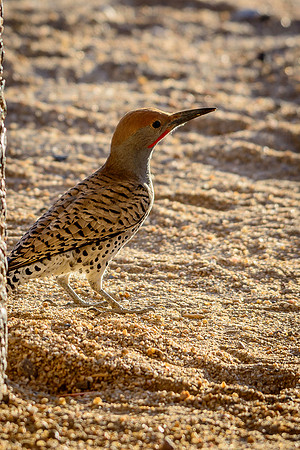Gilded Flicker