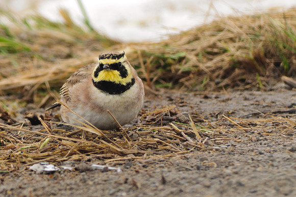 Horned Lark