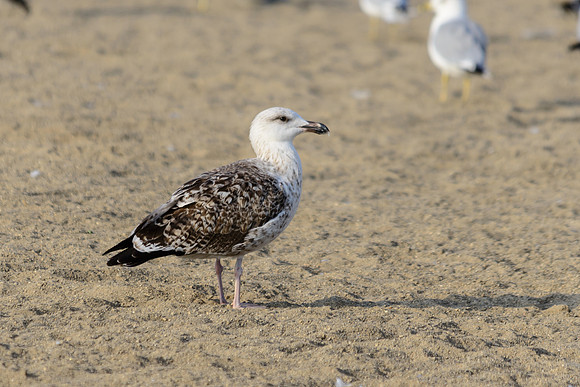 Greater Black-backed Gull