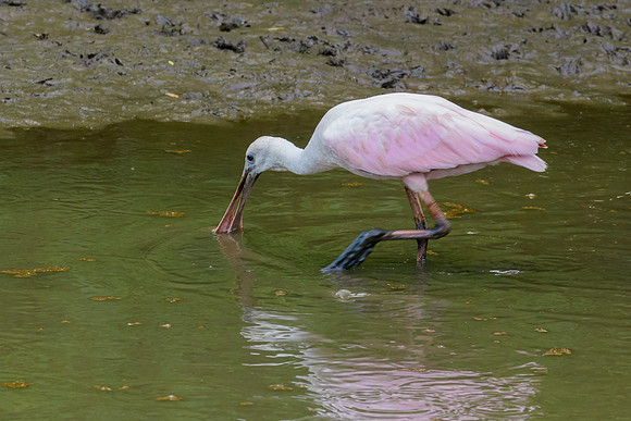 Roseate Spoonbill