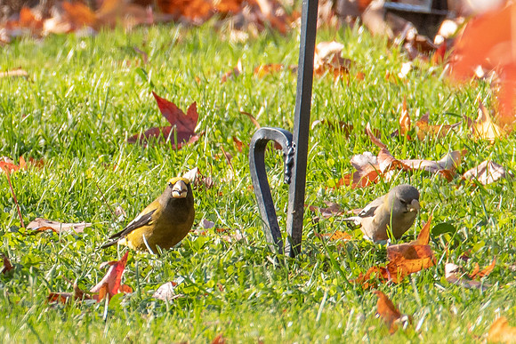 Evening Grosbeak