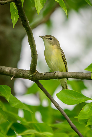 Bell's Vireo; Big Island Wildlife Area, Marion Ohio