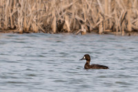 Greater Scaup