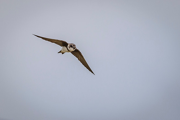 Bank Swallow