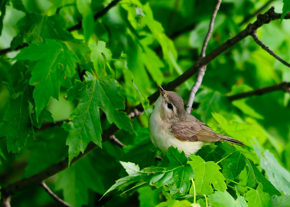 Warbling Vireo; Killdeer Plains WA, Harpster OH