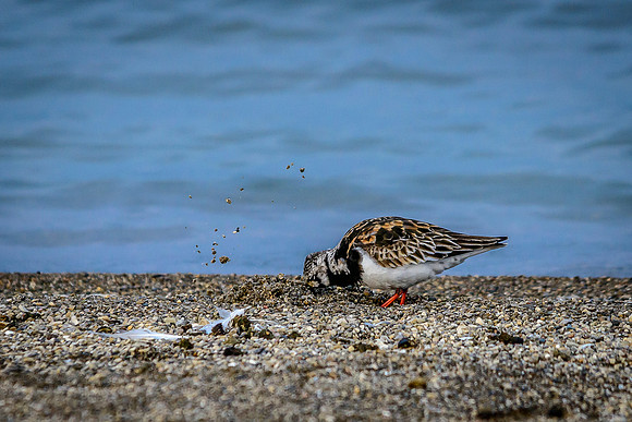 Ruddy Turnstone