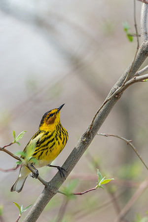 Cape May Warbler