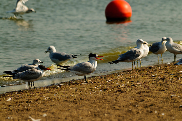 Caspian Terns Adult and Juvi.; Indian Lake Old Field Beach.