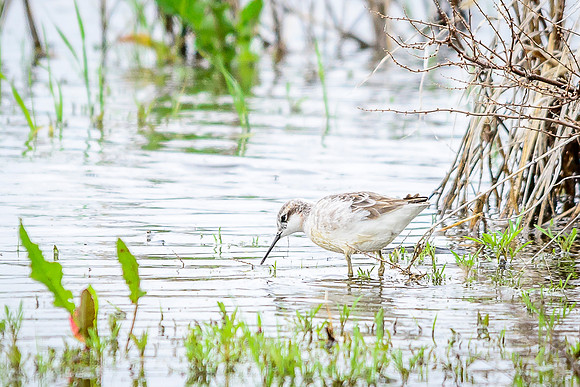 Wilson's Phalarope; Killdeer Plains WA