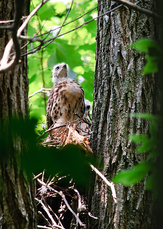 Red-tailed Hawk