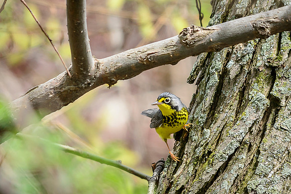 Canada Warbler; Magee Marsh, Lake Erie Ohio