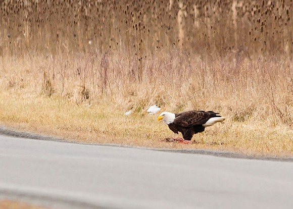 Bald Eagle