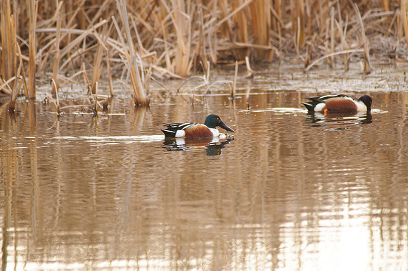 Northern Shoveler