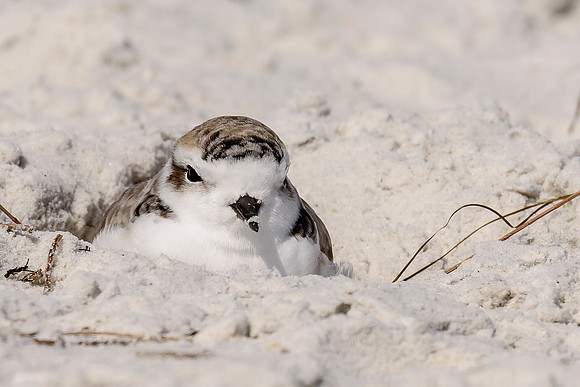 Snowy Plover