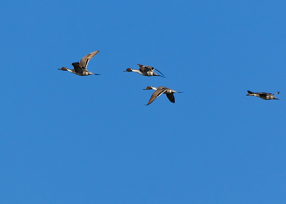 Northern Pintail