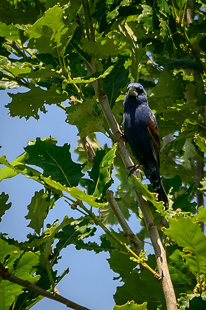 Blue Grosbeak; Batelle Darby Metro Park, Columbus Ohio