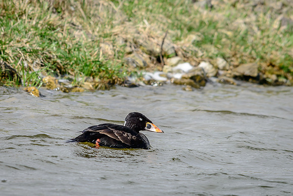 Surf Scoter