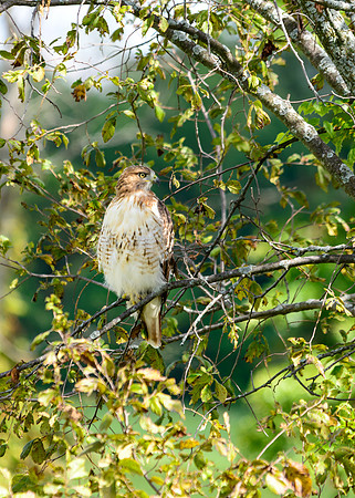 Red-tailed Hawk
