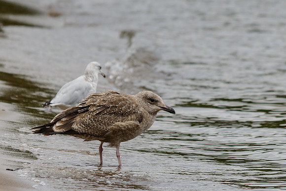 Juvi Herring Gull