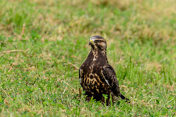 Swainson's Hawk