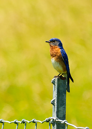 Blue Bird; Ohio