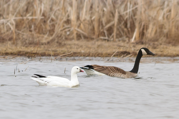 Ross's Goose; Big Island Wildlife Area, Marion Ohio