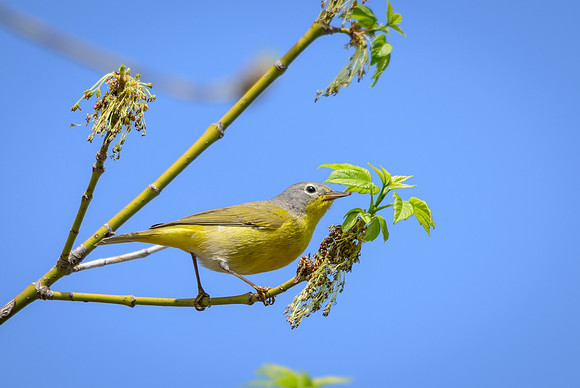 Nashville Warbler