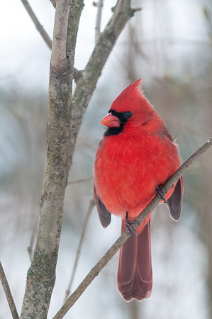Northern Cardinal; Male
