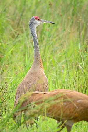 Male Sandhill Crane