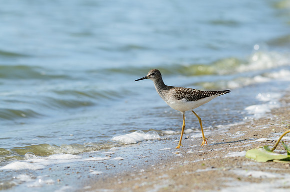 Lesser Yellowlegs
