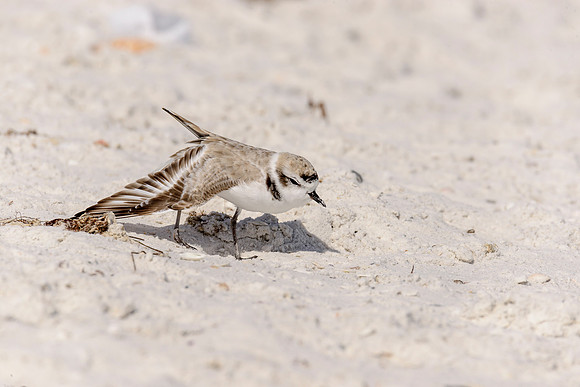 Snowy Plover