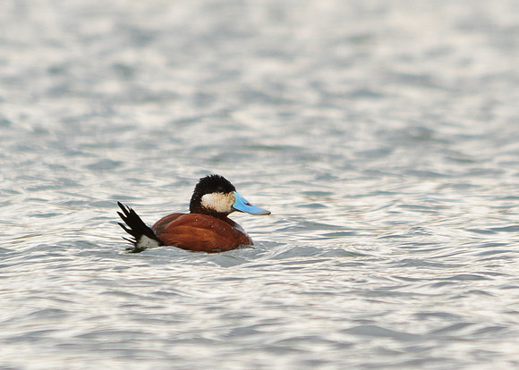 Ruddy Duck; Killdeer Plains Wildlife Area, Harpster Ohio
