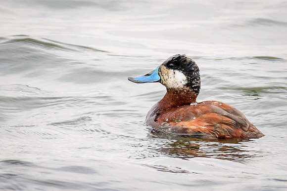 Ruddy Duck