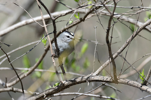 Gold-crowned Kinglet