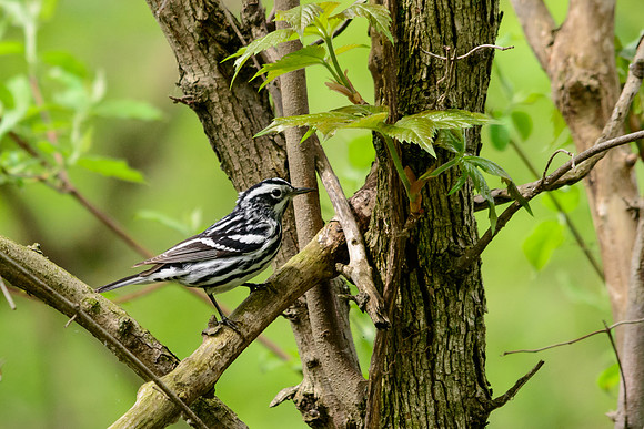 Black and White Warbler; Magee Marsh OH