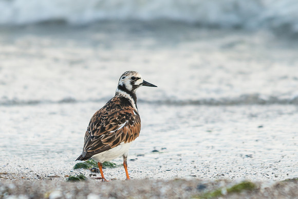 Ruddy Turnstone