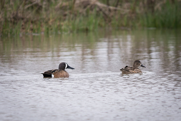 Blue-winged Teal