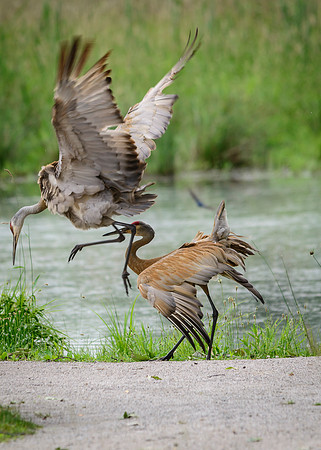 Sandhill Crane Pair